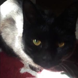 Meet your Posher, Sathanas